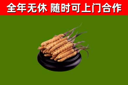 七台河烟酒回收冬虫夏草.jpg